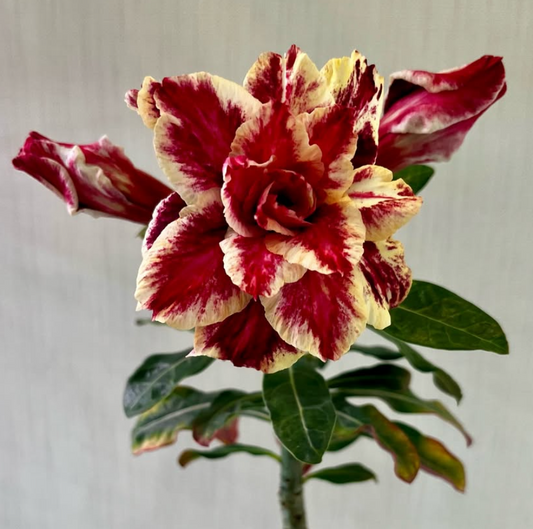 Adenium Hoang An 6 Seeds