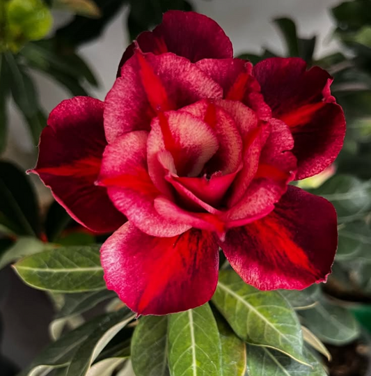 Adenium Colourful 6 Seeds