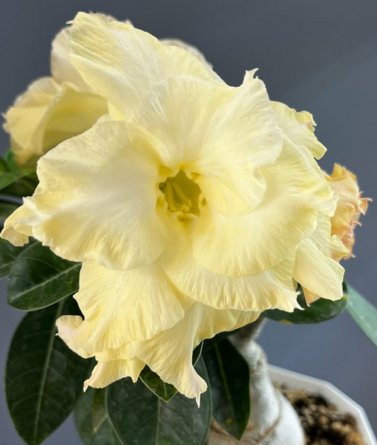 Adenium Golden Dragon 6 Seeds