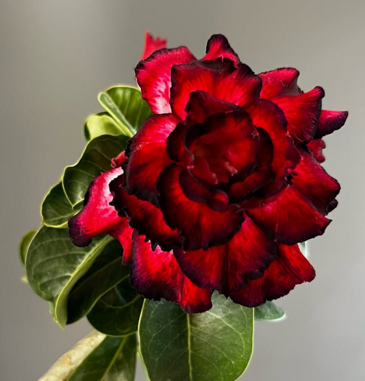 Adenium Mascara 6 Seeds