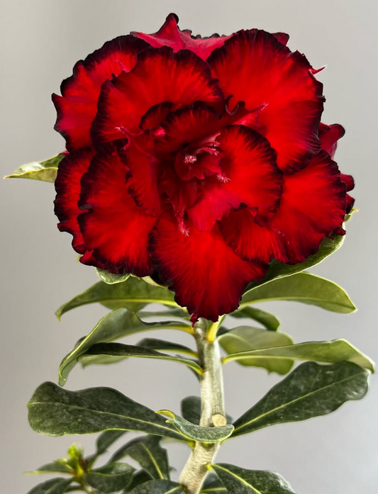 Adenium Dragon Blood 6 Seeds