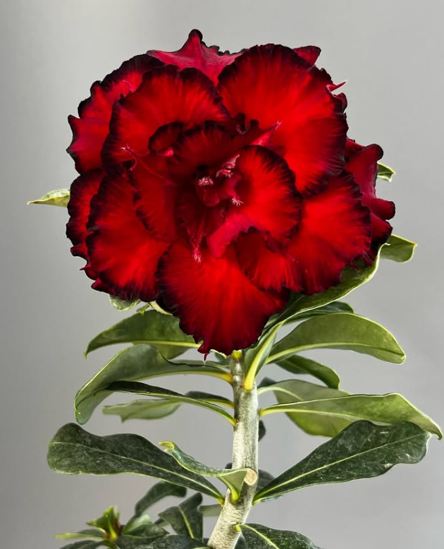 Adenium Dragon Blood 6 Seeds