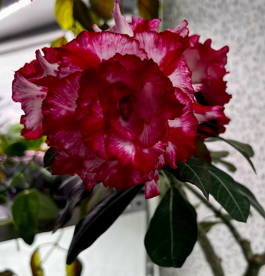 Adenium Hong Zhuang 6 Seeds