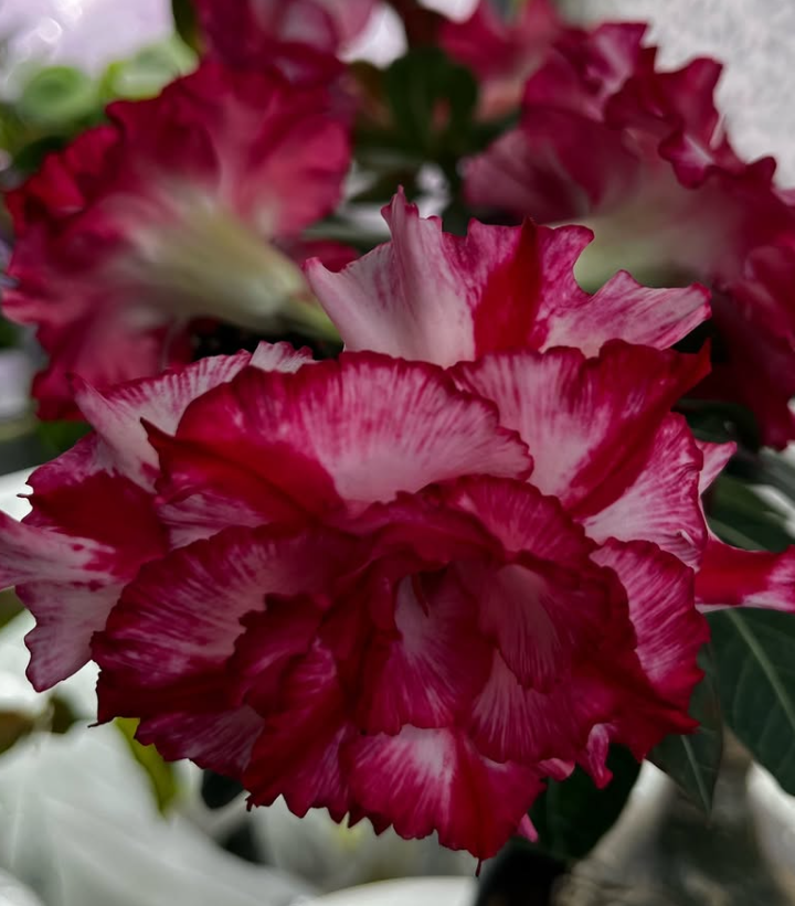 Adenium Hong Zhuang 6 Seeds