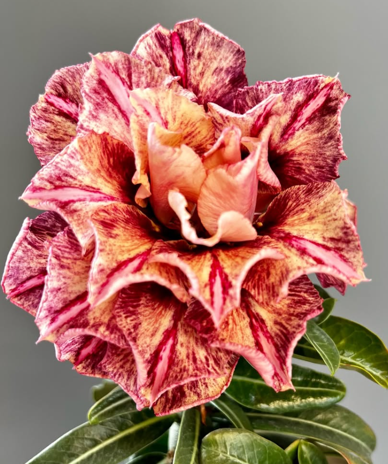 Adenium Kaleidoscope 6 Seeds