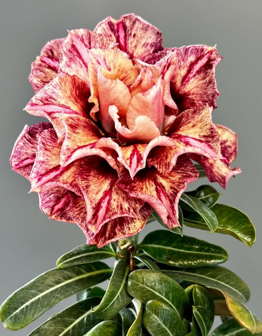 Adenium Kaleidoscope 6 Seeds