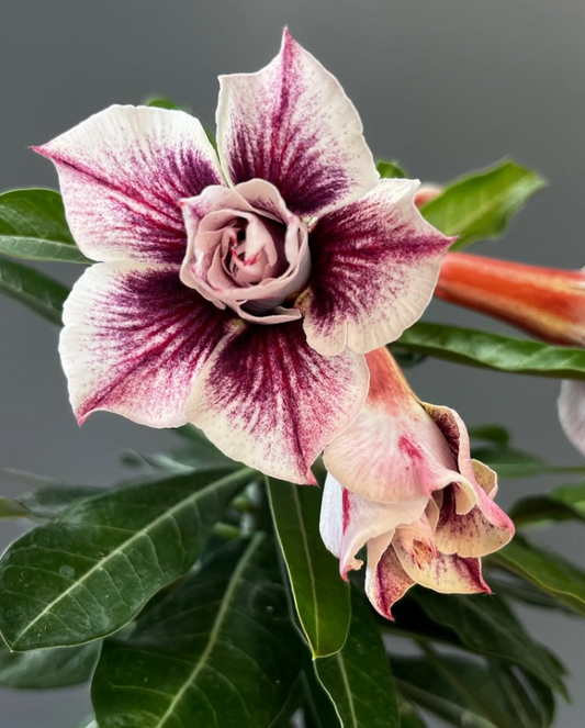 Adenium Blue Tear’s 6 Seeds