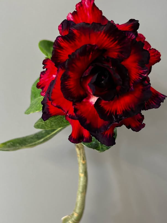 Adenium Diva 6 Seeds