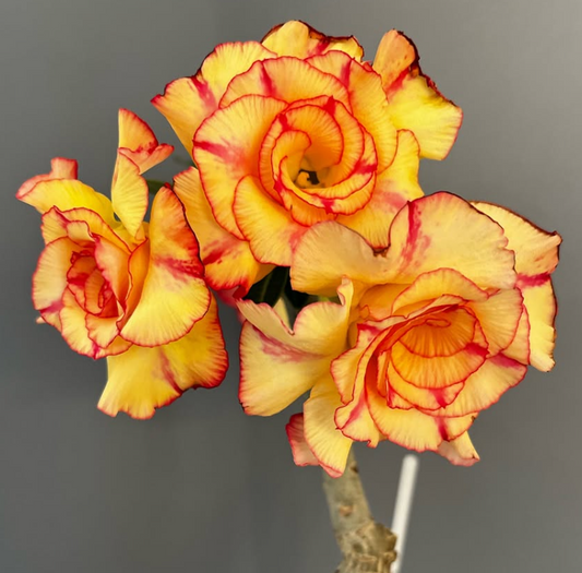 Adenium Love Forever 6 Seeds