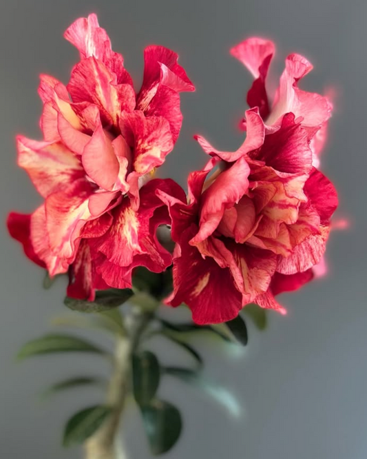 Adenium Ceaser 6 Seeds