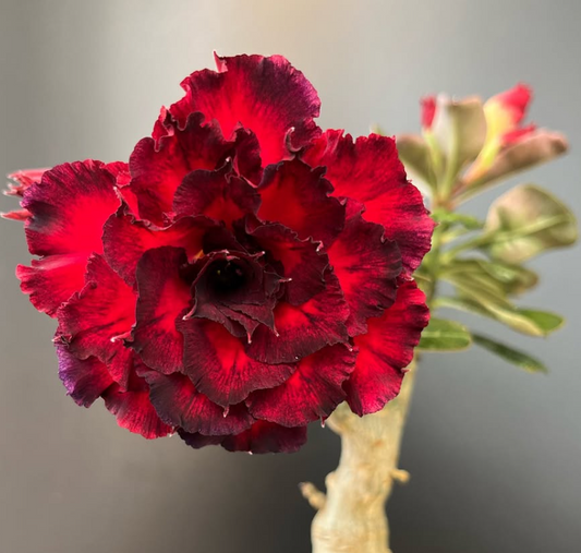 Adenium Seven Fairy 6 Seeds