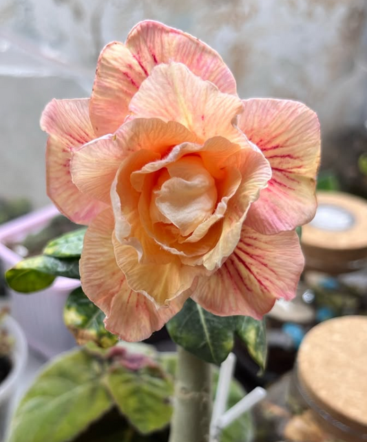 Adenium Crown Princess 6 Seeds