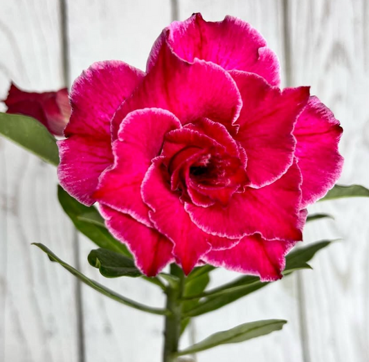 Adenium Entrancing 6 Seeds