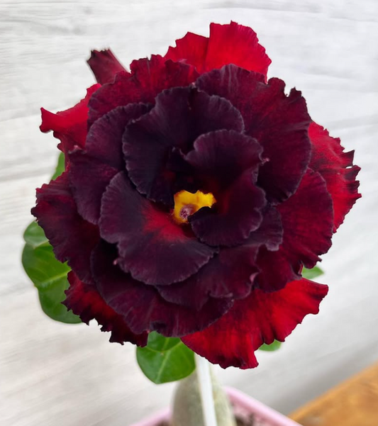 Adenium Fantasy Rose 6 Seeds