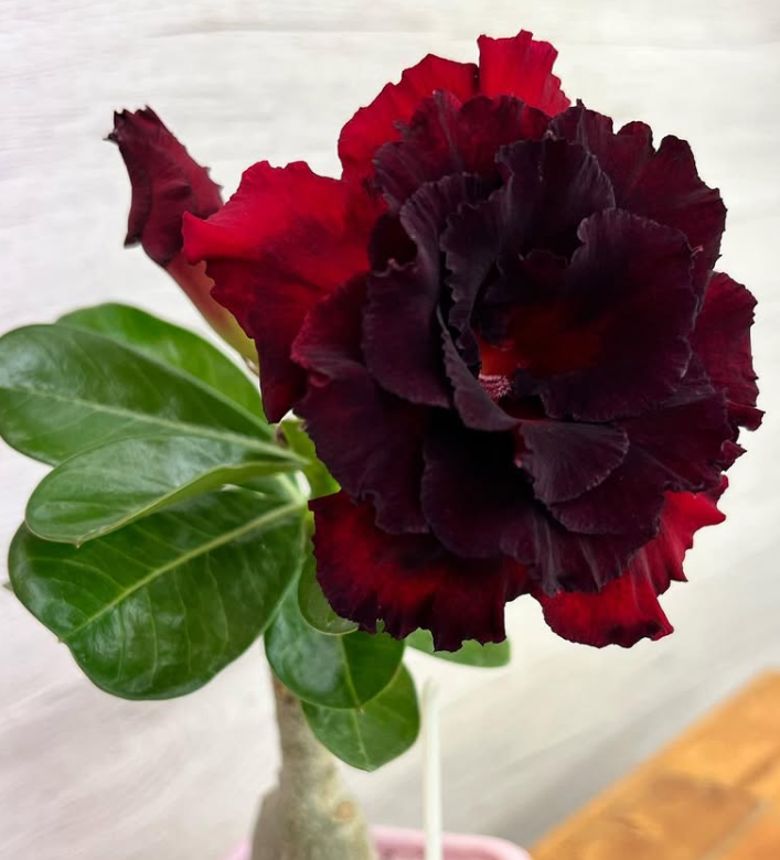 Adenium Fantasy Rose 6 Seeds