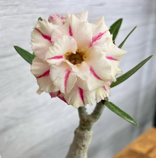 Adenium Frodo 6 Seeds