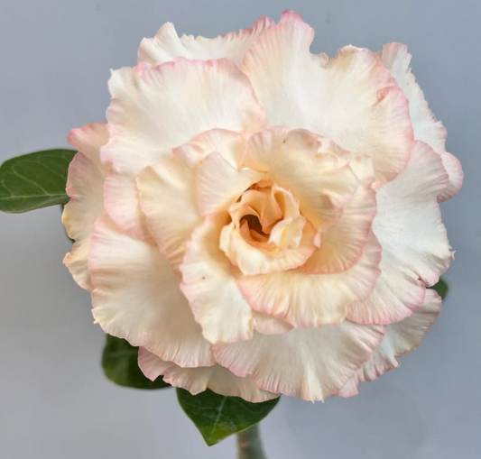 Adenium Coral Angel 6 Seeds