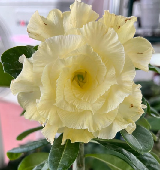 Adenium Yellow Sapphire 6 Seeds