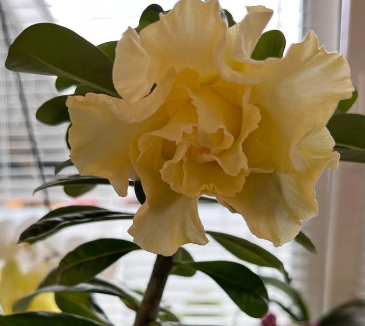 Adenium Yellow Sapphire 6 Seeds
