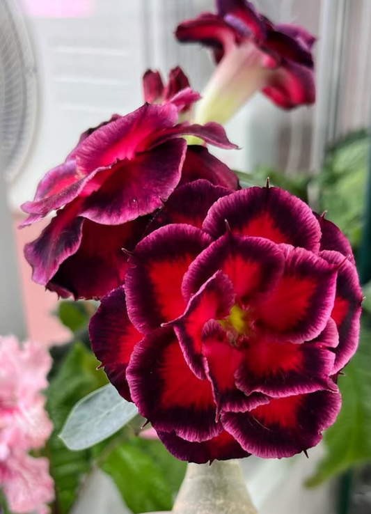Adenium Whitny Houston 6 Seeds