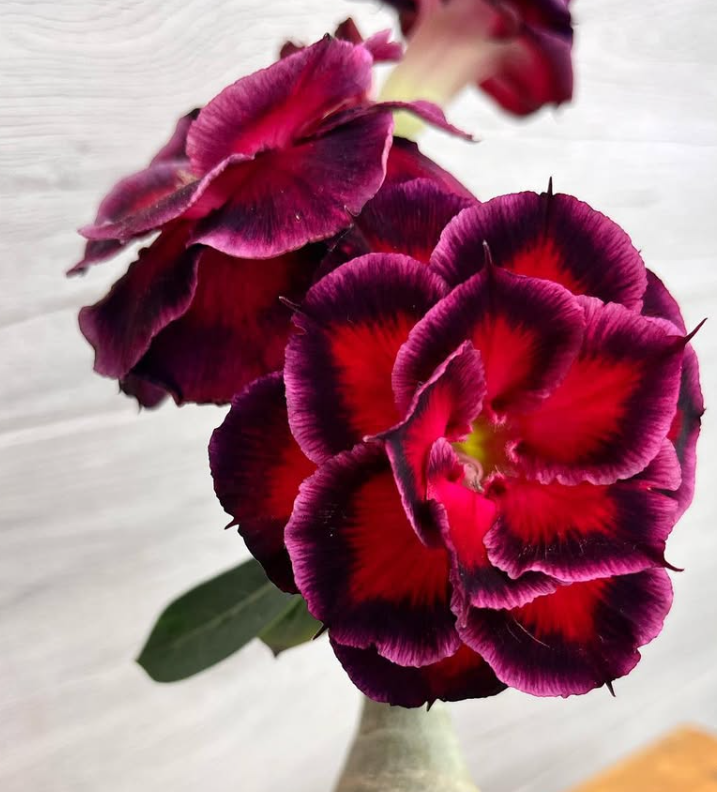 Adenium Whitny Houston 6 Seeds