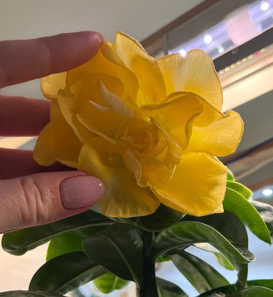 Adenium Ji Zhi 6 Seeds