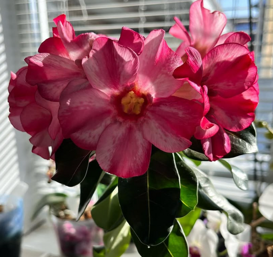 Adenium Dolphin 6 Seeds