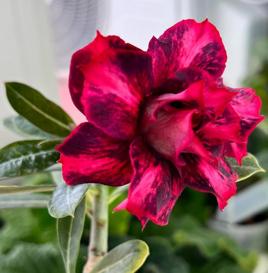 Adenium Ma Nee Nate 6 Seeds