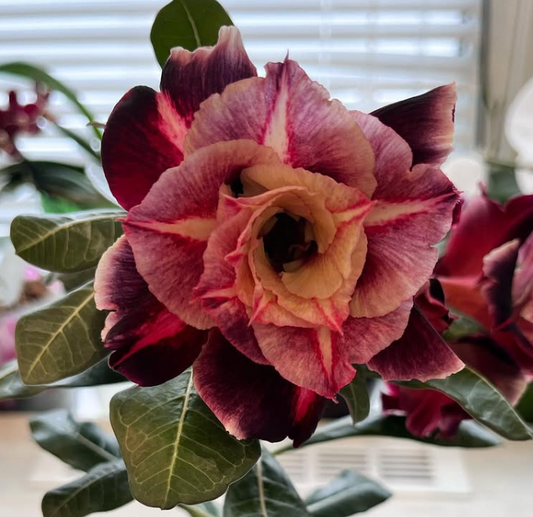 Adenium Cappuccino 6 Seeds