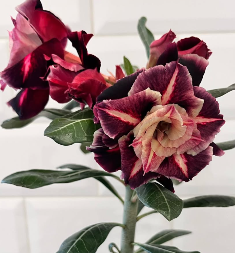 Adenium Cappuccino 6 Seeds