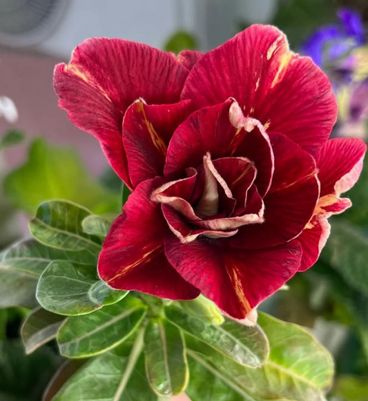 Adenium Sweet Peach 6 Seeds