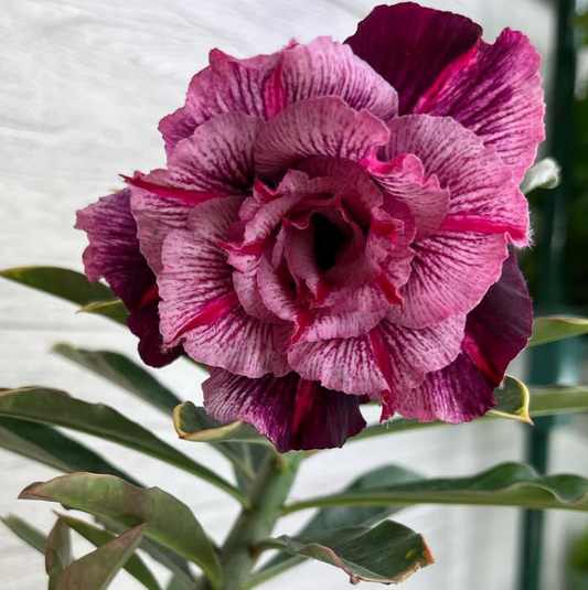 Adenium Ultra Violet 6 Seeds