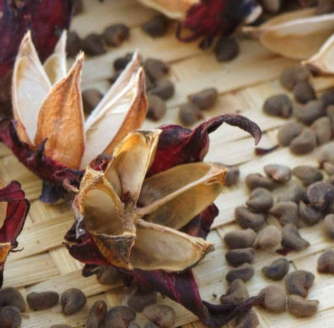 Hibiscus Blueberry Milky Way 50 Seeds