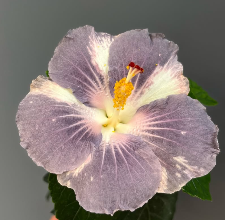 Hibiscus Miaoli Day Tripper 50 Seeds