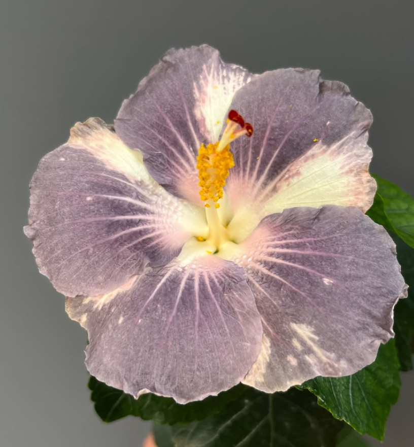Hibiscus Miaoli Day Tripper 50 Seeds