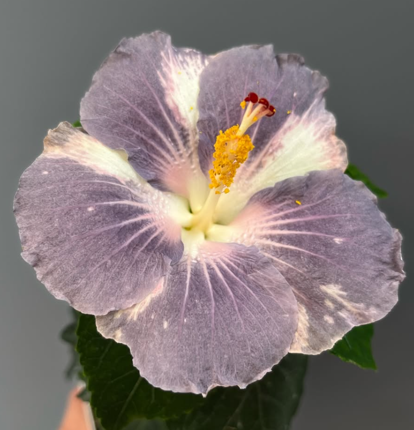 Hibiscus Miaoli Day Tripper 50 Seeds
