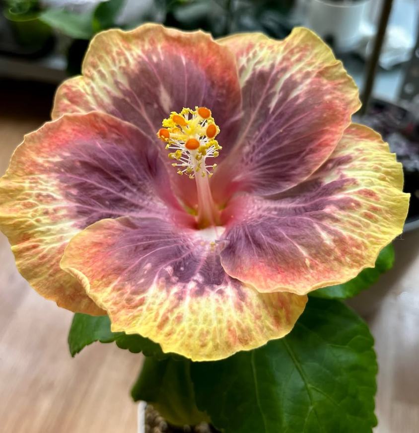 Hibiscus Taiwan Tropical Stoat 50 Seeds
