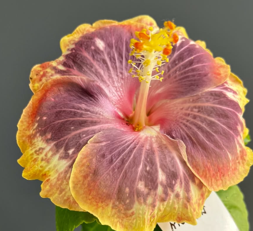 Hibiscus Taiwan Tropical Stoat 50 Seeds