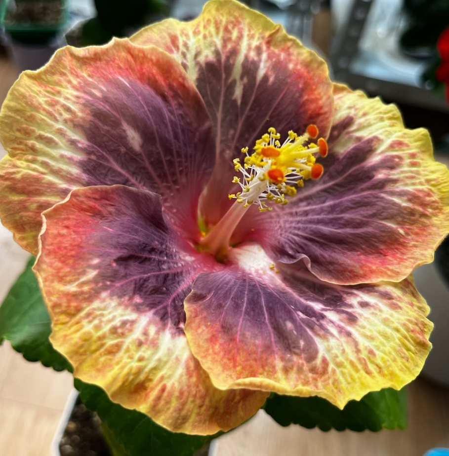 Hibiscus Taiwan Tropical Stoat 50 Seeds