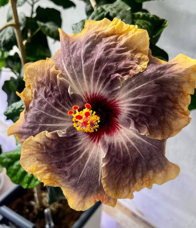 Hibiscus Gabriel 50 Seeds