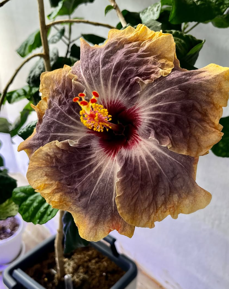 Hibiscus Gabriel 50 Seeds