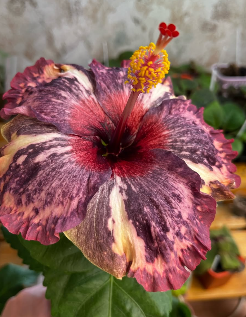 Hibiscus Luv Memories 50 Seeds