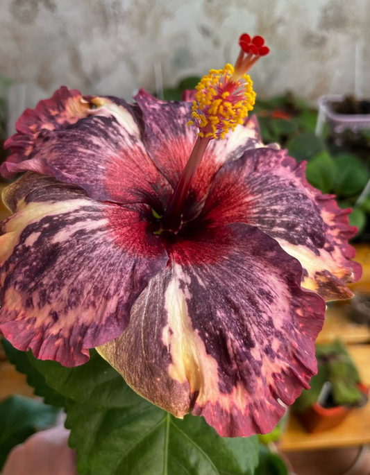 Hibiscus Luv Memories 50 Seeds