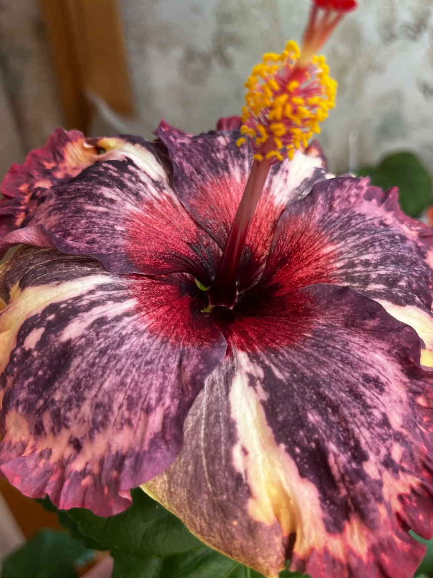 Hibiscus Luv Memories 50 Seeds