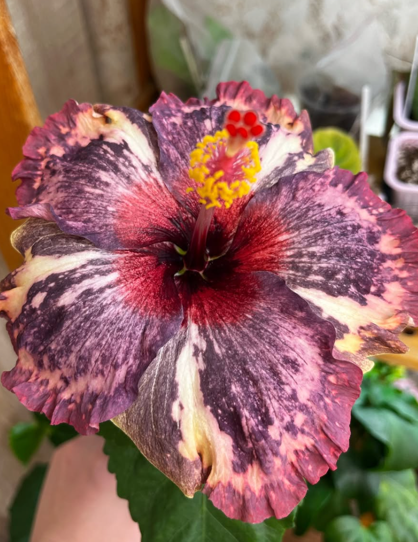 Hibiscus Luv Memories 50 Seeds