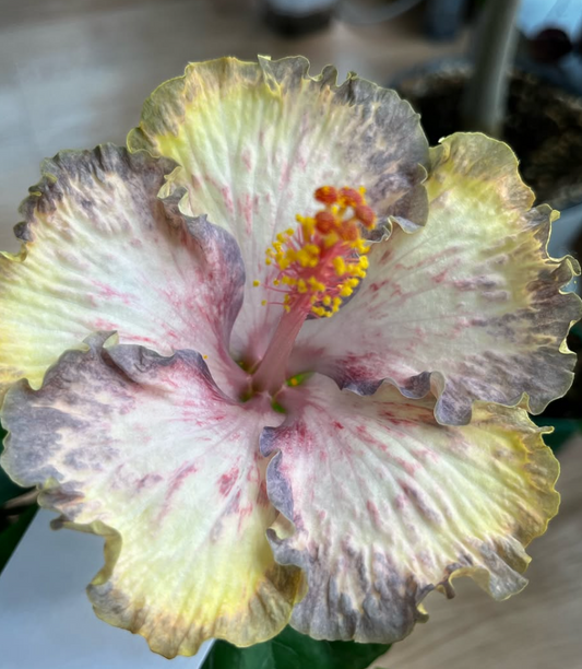 Hibiscus Luv Monet 50 Seeds