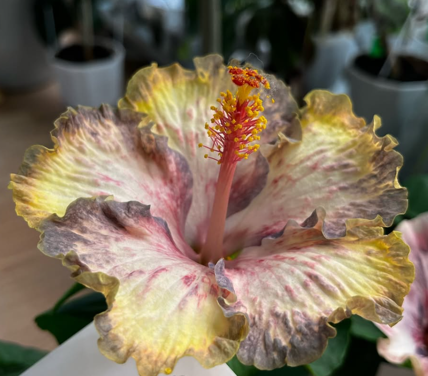 Hibiscus Luv Monet 50 Seeds