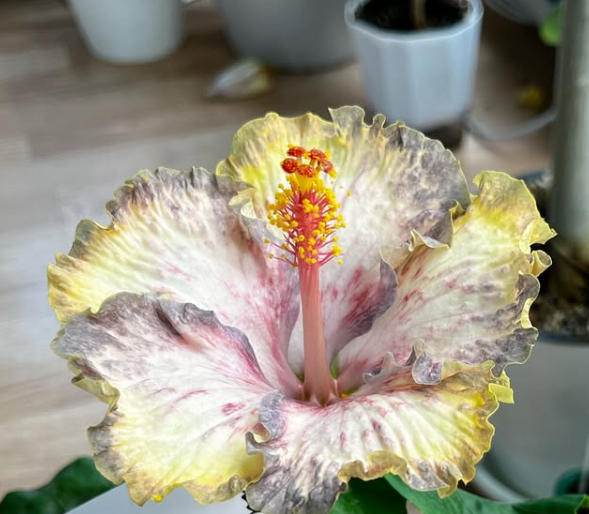 Hibiscus Luv Monet 50 Seeds