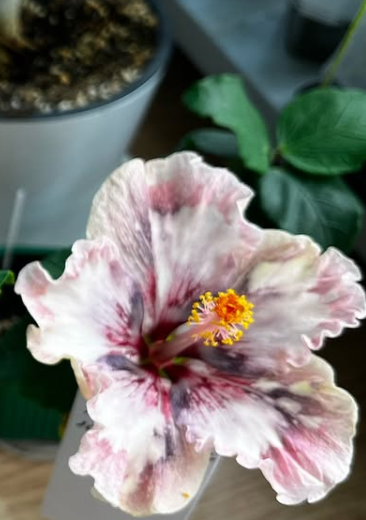 Hibiscus Luv Mark Chagall 50 Seeds