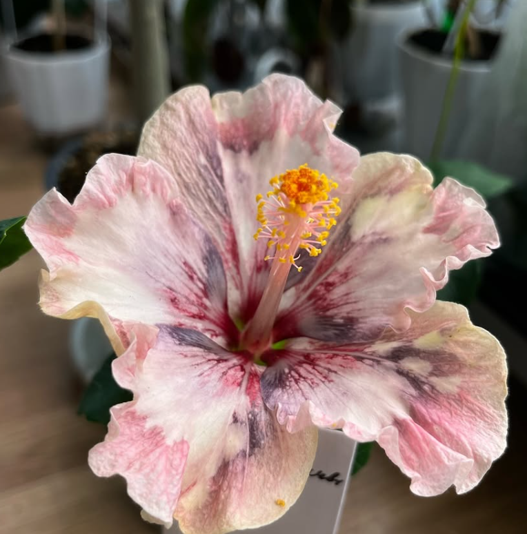 Hibiscus Luv Mark Chagall 50 Seeds